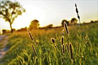 Zonsondergang in Herwijnen