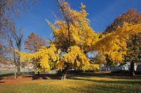 Boom in herfsttooi in het stadspark te Maastricht