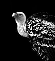 Vale gier, zwart wit fotografie