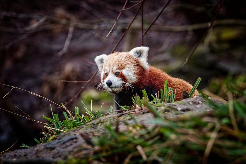 Panda rouge par Rob Boon
