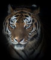 Portret van een tijger