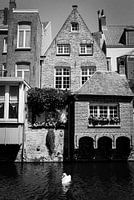 Houses, canal and swan in Bruges, Belgium