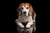 Beagle (Chien)