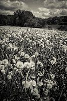 Ein Meer aus Pusteblumen