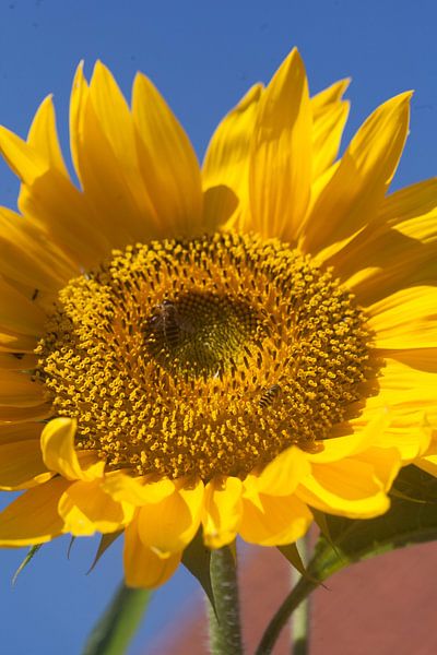 Sunflower by Eric Verhoeven