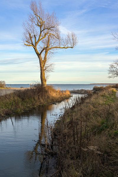 Mündung eines Süßwasserstroms in die Ostsee, Landschaft mit Wasser, kahlem Baum und blauem Himmel in von Maren Winter