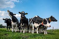 neugierige Kühe auf der Wiese