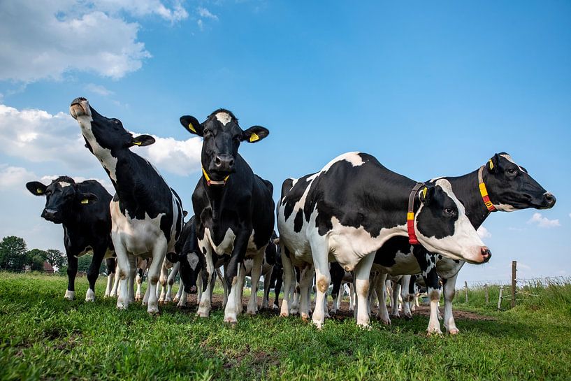 curious cows in the meadow by John Linders