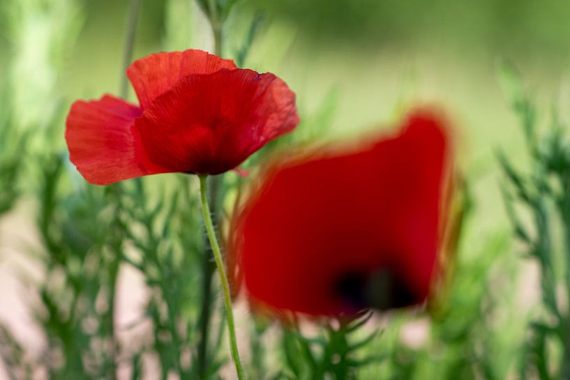 Rot und Grün von peterheinspictures