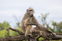 King of the Savannah