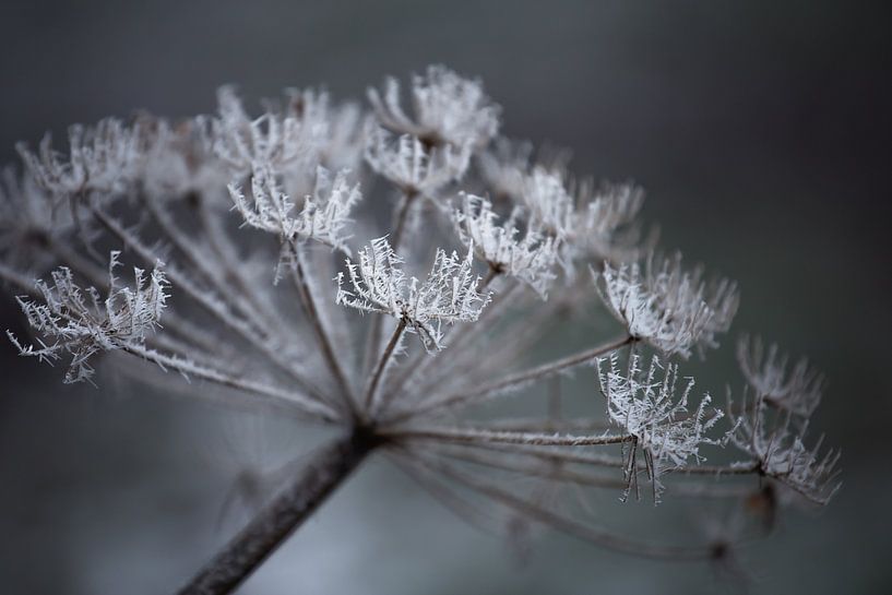 Berce du Caucase par Christa van Gend