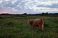 Landschap met een jong rund