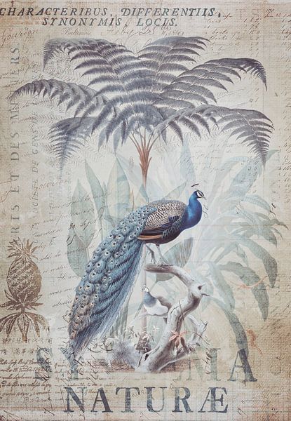 Die Reise des Pfauenkönigs von Andrea Haase