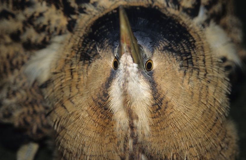 Vogel, Rohrdommel von Paul van Gaalen, natuurfotograaf