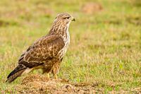Bussard