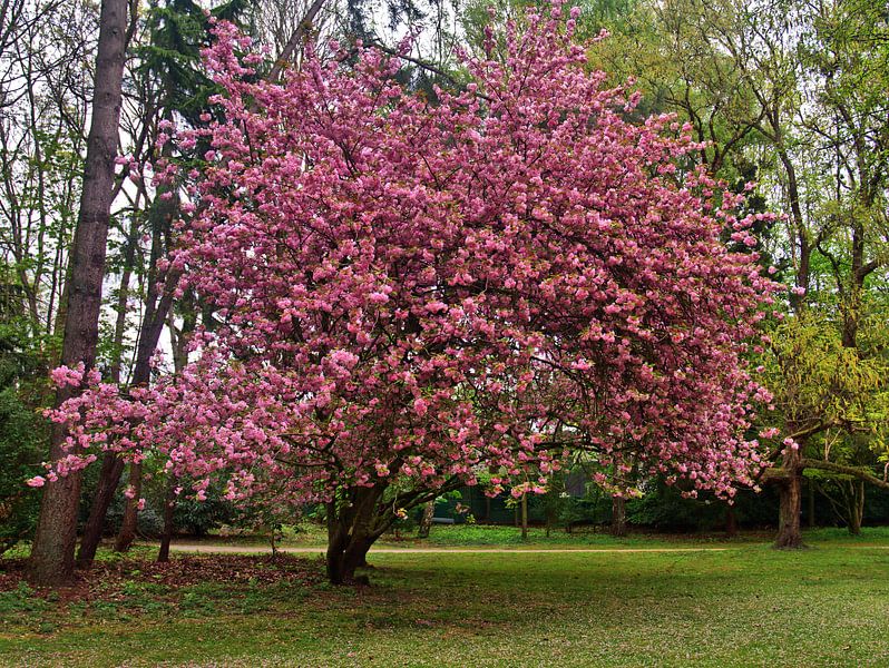 Zierkirschbaum von Edgar Schermaul