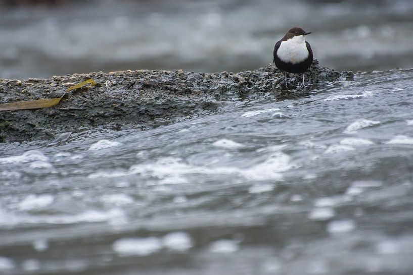 Cincle plongeur à ventre noir par Danny Slijfer Natuurfotografie
