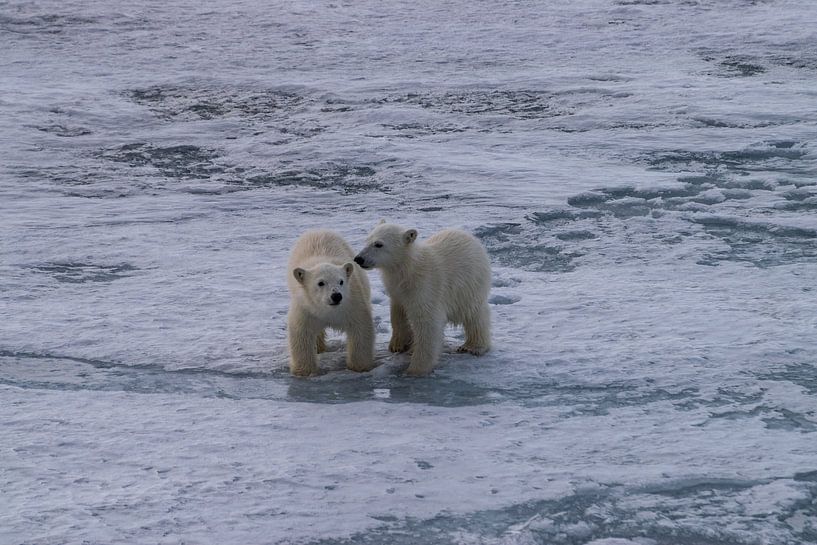 Les oursons Ours polaire Spitzberg par Merijn Loch