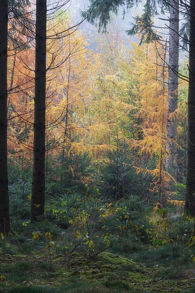 Herbstfarben im Wald mit Nebel in Süddeutschland von Daniel Pahmeier