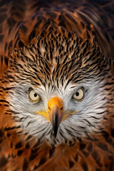 Red kite by Danielle van Doorn