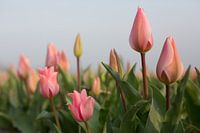 Roze tulpen