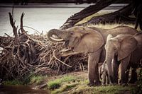 Drinking elephants by river in color