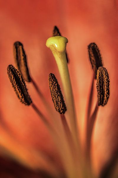 Macro recording Lily with dominant pestle by Harrie Muis