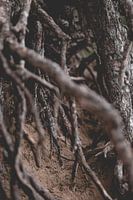 Photo de la nature de vieux arbres avec des racines visibles