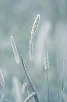 Nature up close in the Netherlands