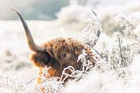 Highlander écossais