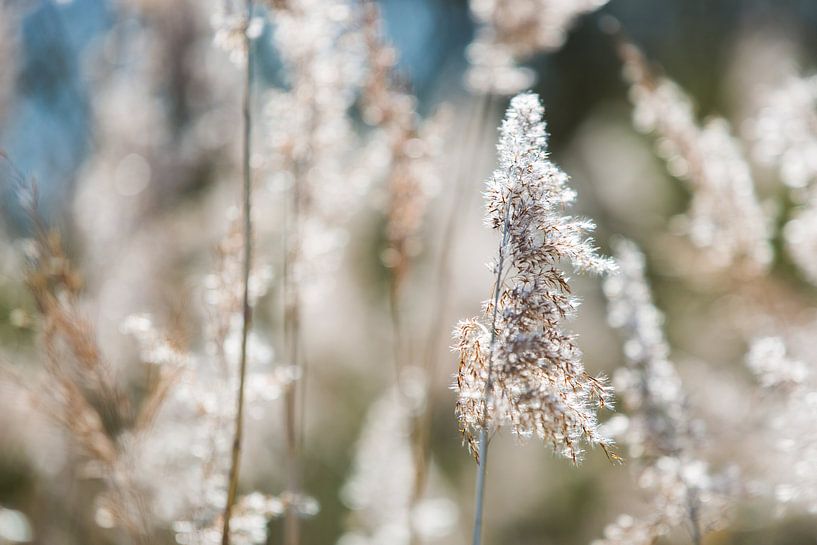 Rustgevende scherpte diepte in bloemenveld by Dexter Reijsmeijer