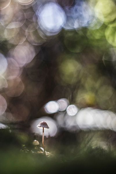 Magical light by Bob Daalder