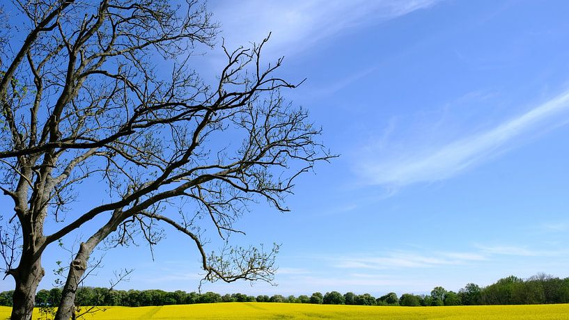 At the edge of the field by Ostsee Bilder