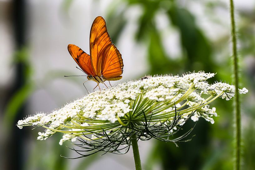 Oranje vlinder by STEVEN VAN DER GEEST