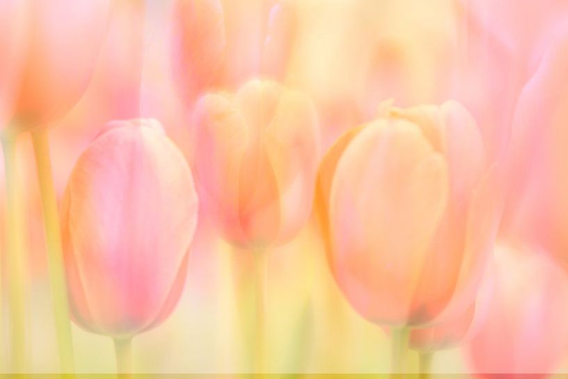 Die Pastelltöne der Natur von Andy Luberti