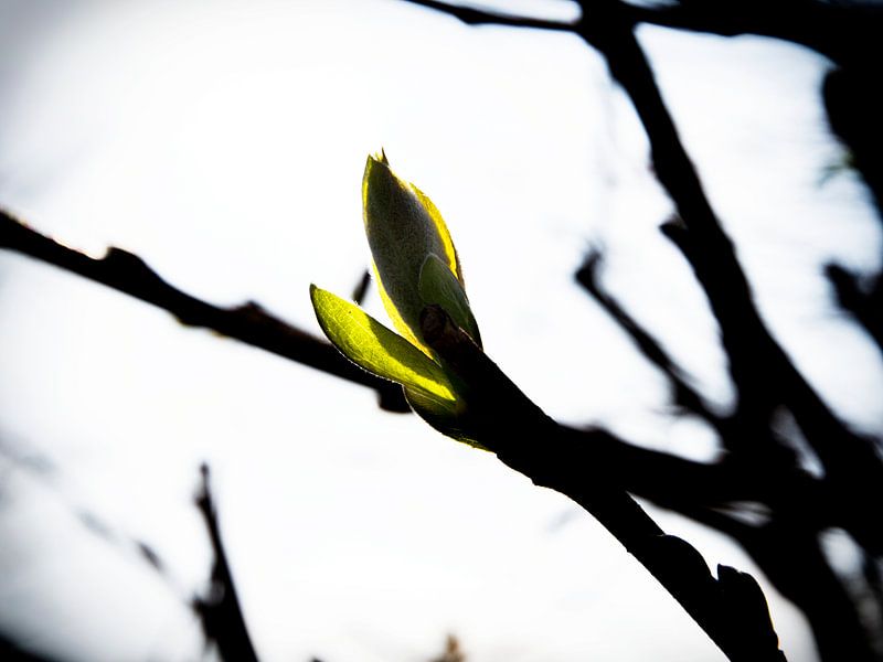 Voorjaar by Wilfred Roelofs