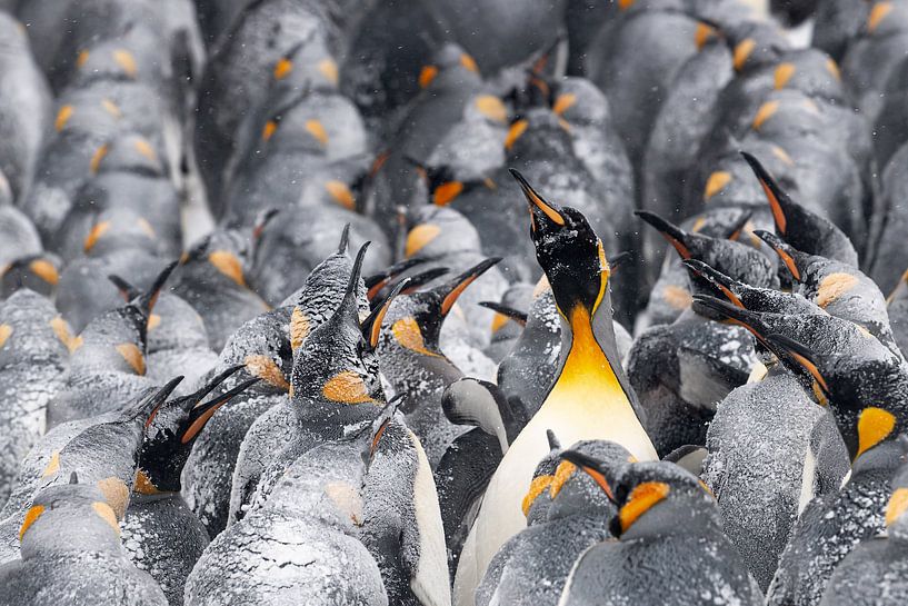 Königspinguin in Schwierigkeiten von Jos van Bommel