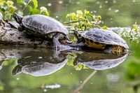 Pair of pond turtles sunbathing