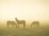 Horses in the mist
