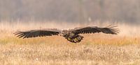 Seeadler im Anflug!