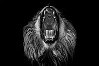 Lion africain à la gueule ouverte