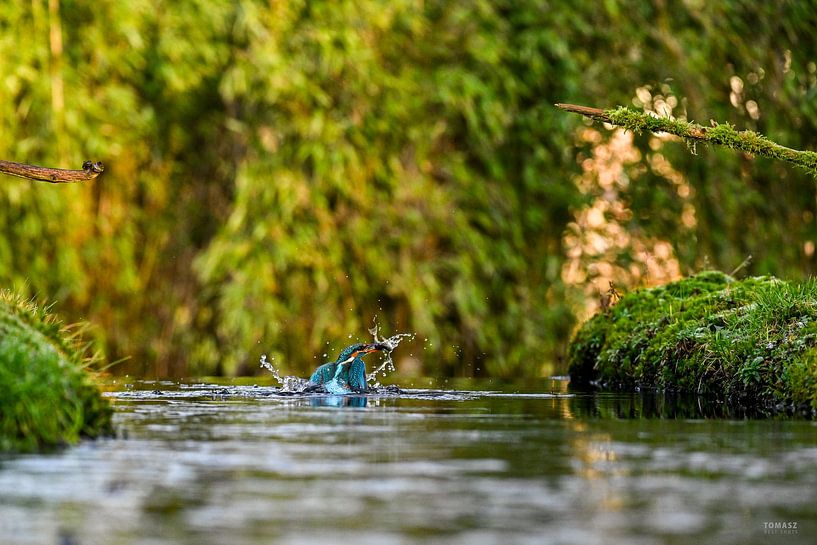 Eisvogel von Tomasz_best_shots
