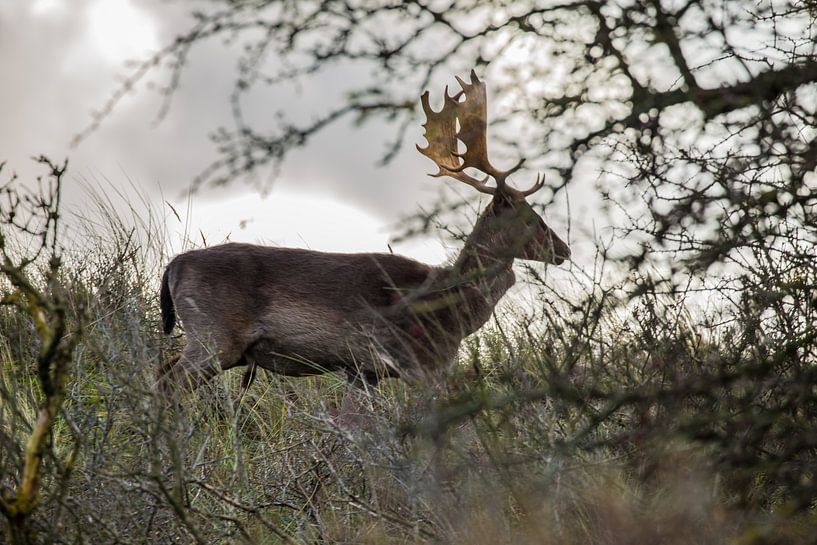 Damhert in Nederland par Mark Benthem