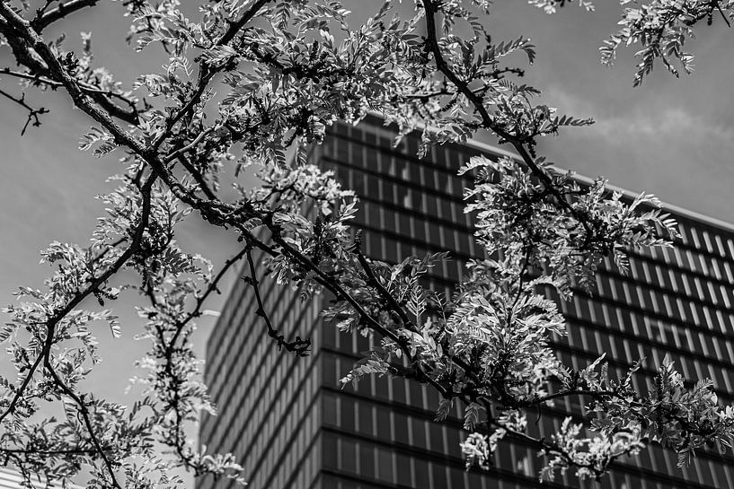 Ville + Nature dans le mélange par Mauro De Coster