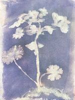 Ecoprint de Spurgeon