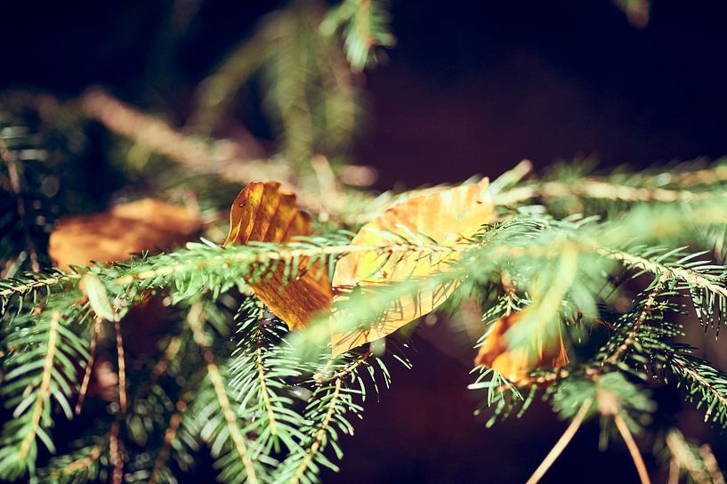 Detail eines Nadelzweigs im Wald von Michael Moser