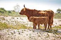 Schotse Hooglander met jong