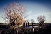 Domain Bree-Eik Lennik