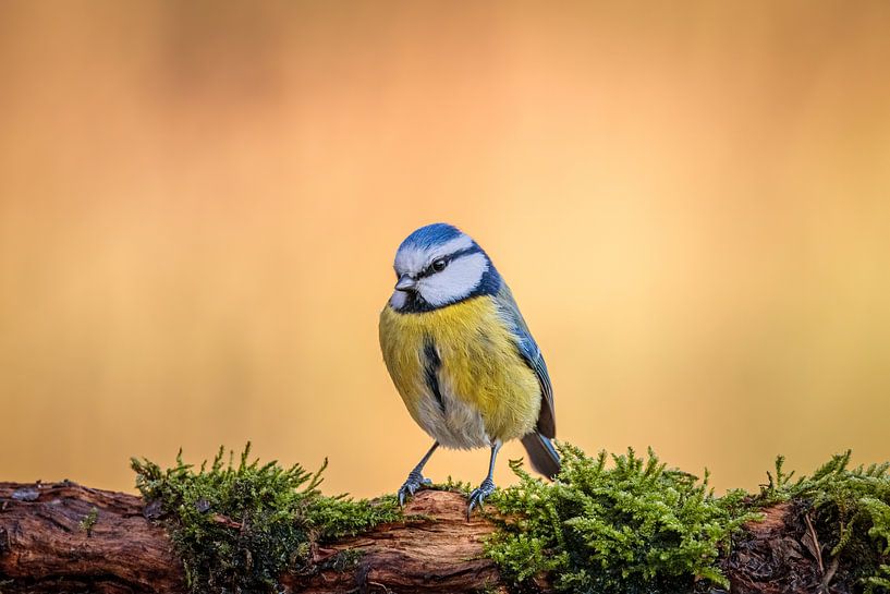 Blue tit against a golden background by Arnoud van der Aart