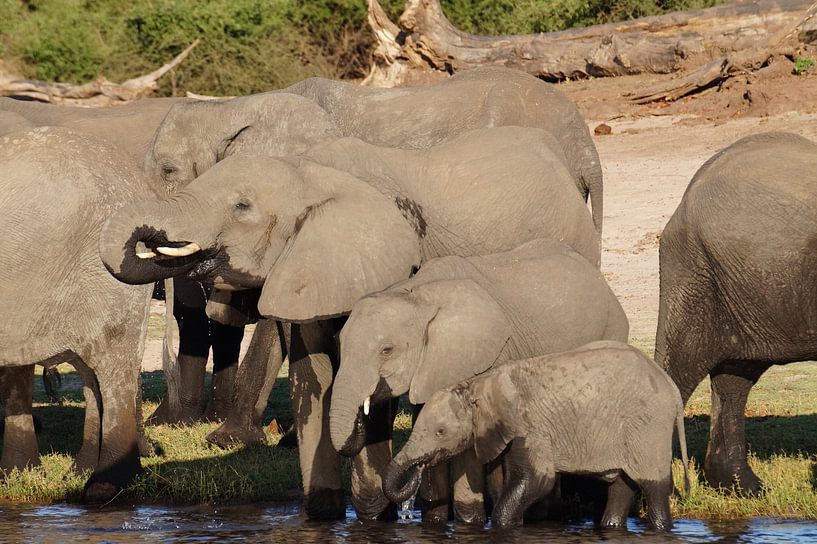 Familie olifant par Erna Haarsma-Hoogterp
